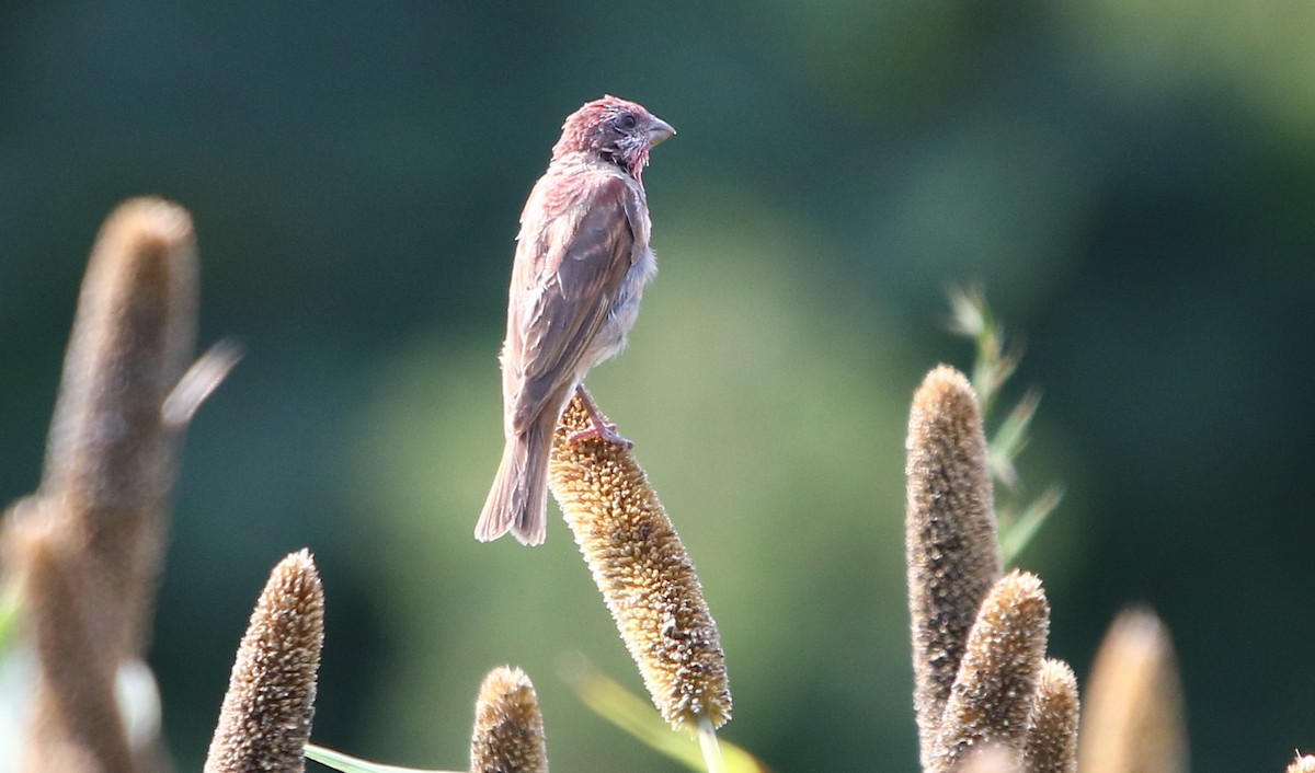 Common Rosefinch - ML181889501