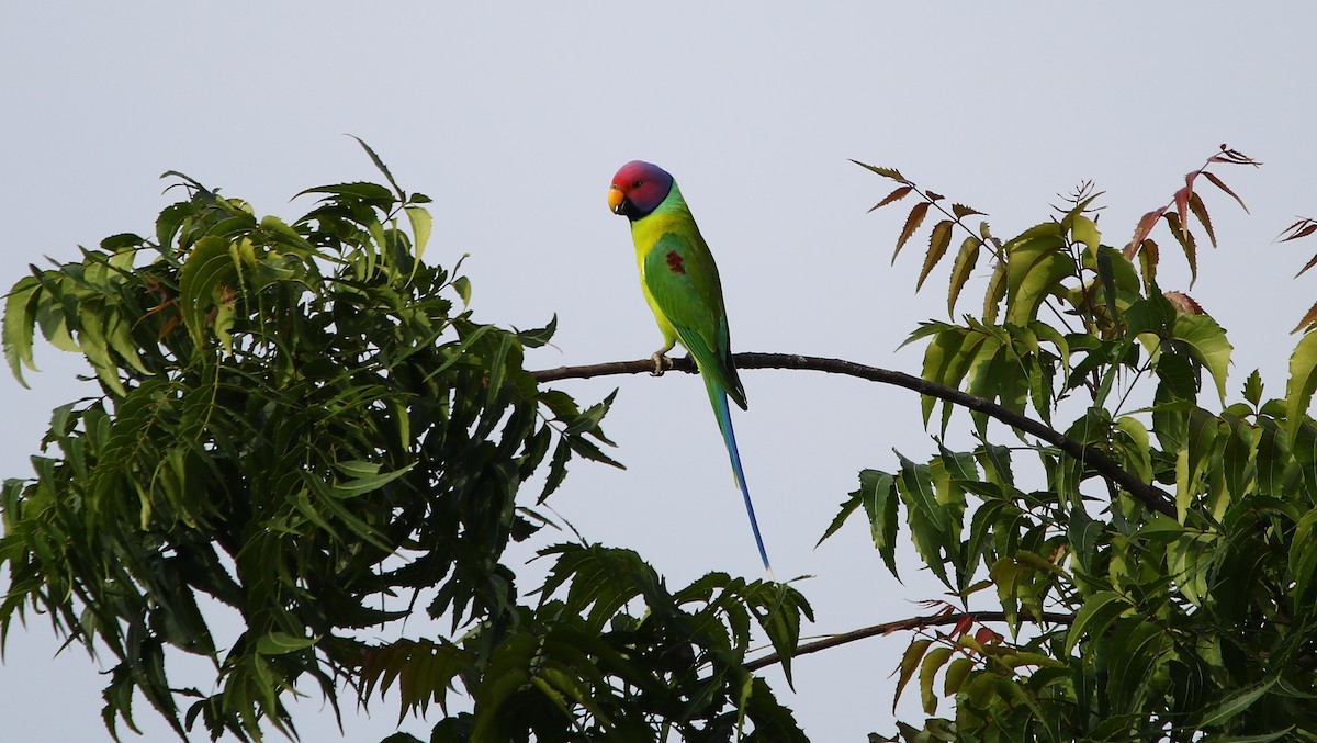 Plum-headed Parakeet - ML181890521