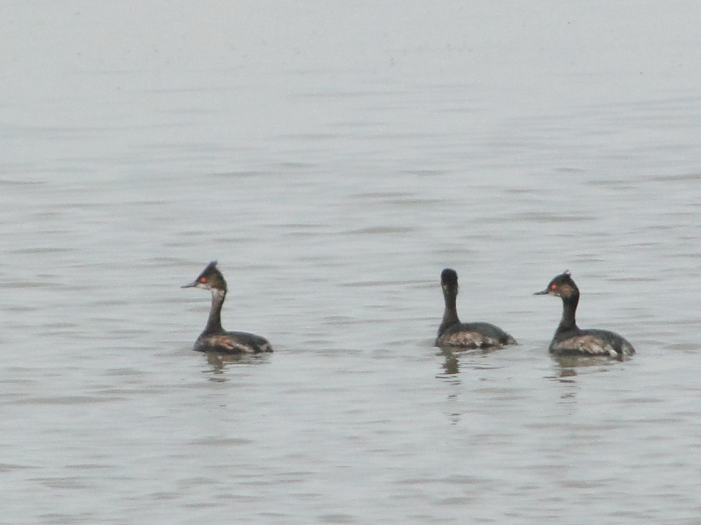 Eared Grebe - ML181890761