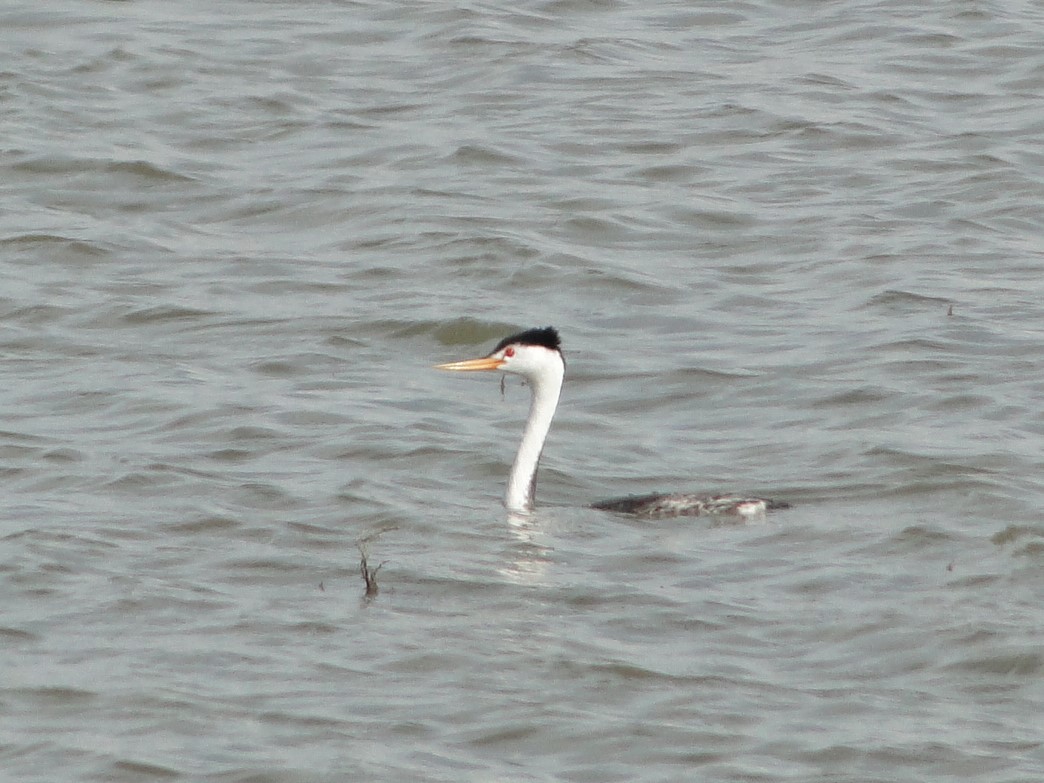 Clark's Grebe - ML181890851