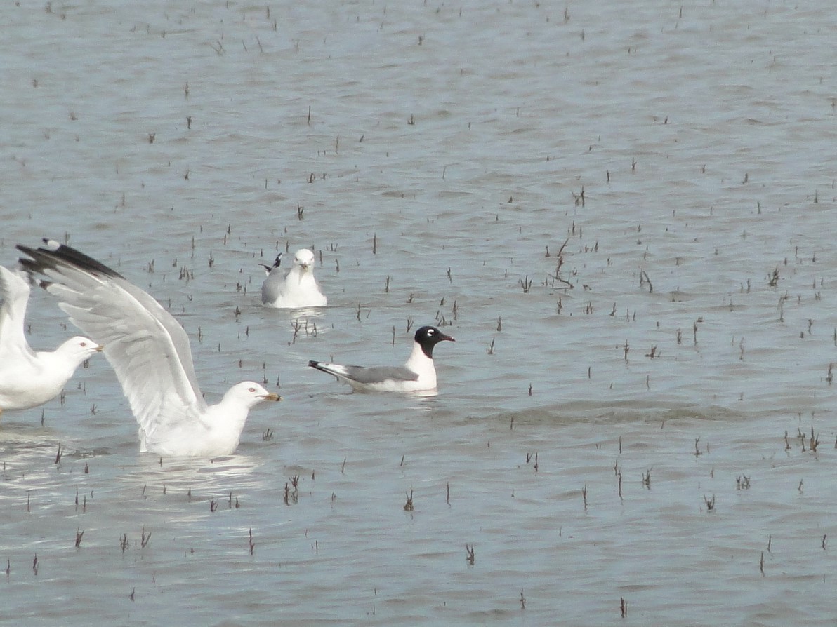 Franklin's Gull - ML181890911