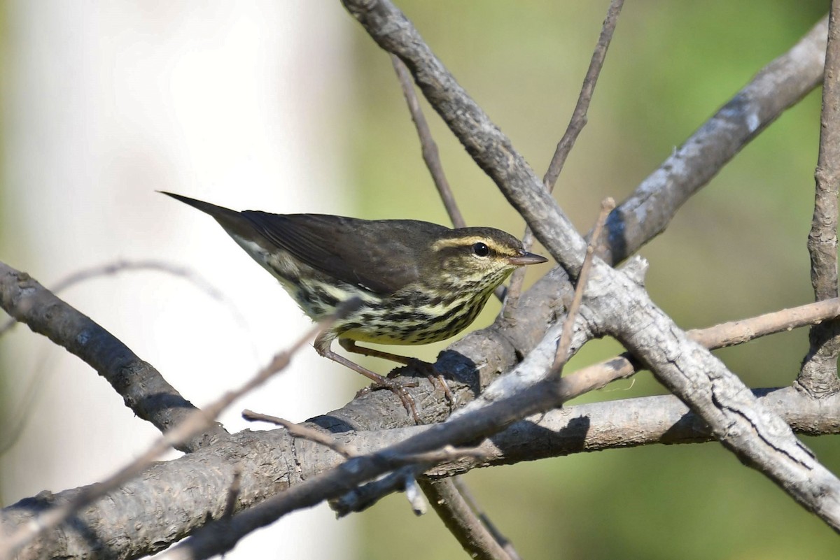 Northern Waterthrush - ML181891321