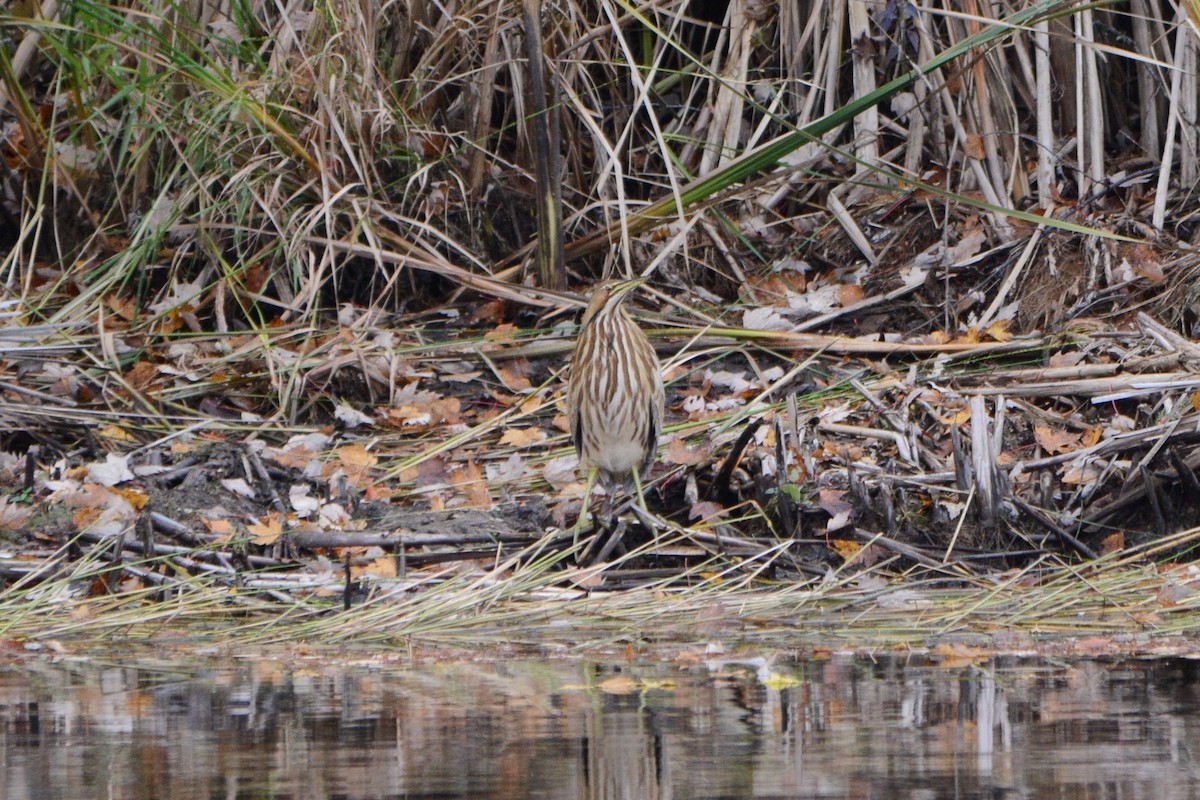 American Bittern - ML181891591