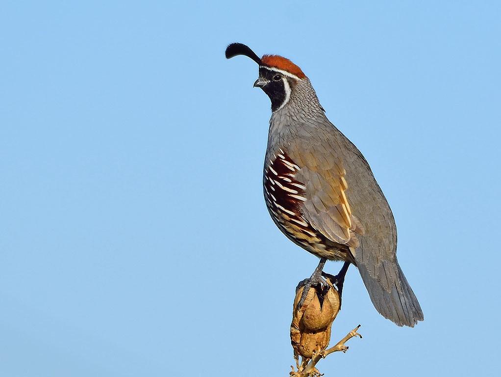 Gambel's Quail - ML181891721