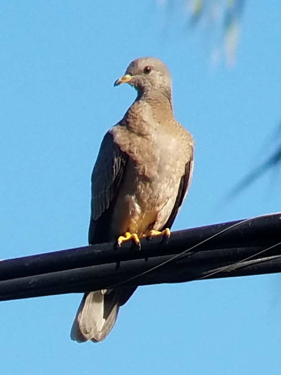 Band-tailed Pigeon - Paul Hurtado