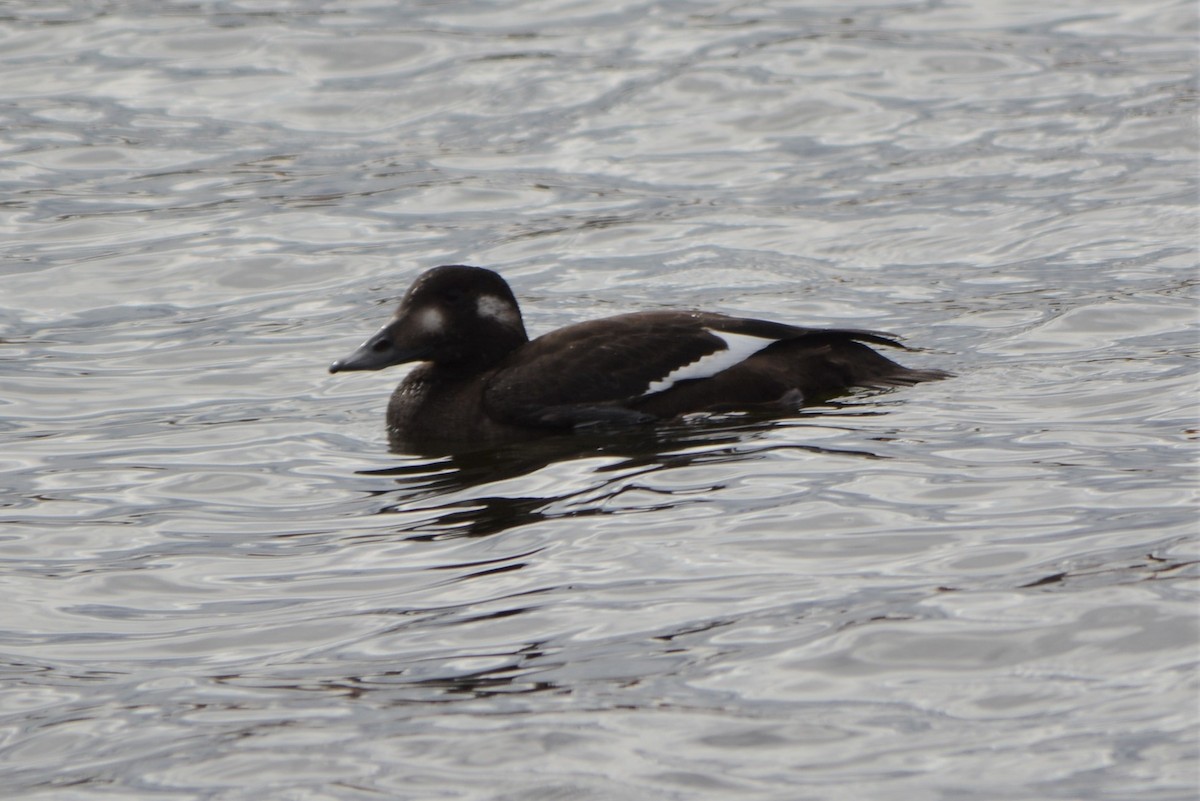 White-winged Scoter - Steve Mierzykowski