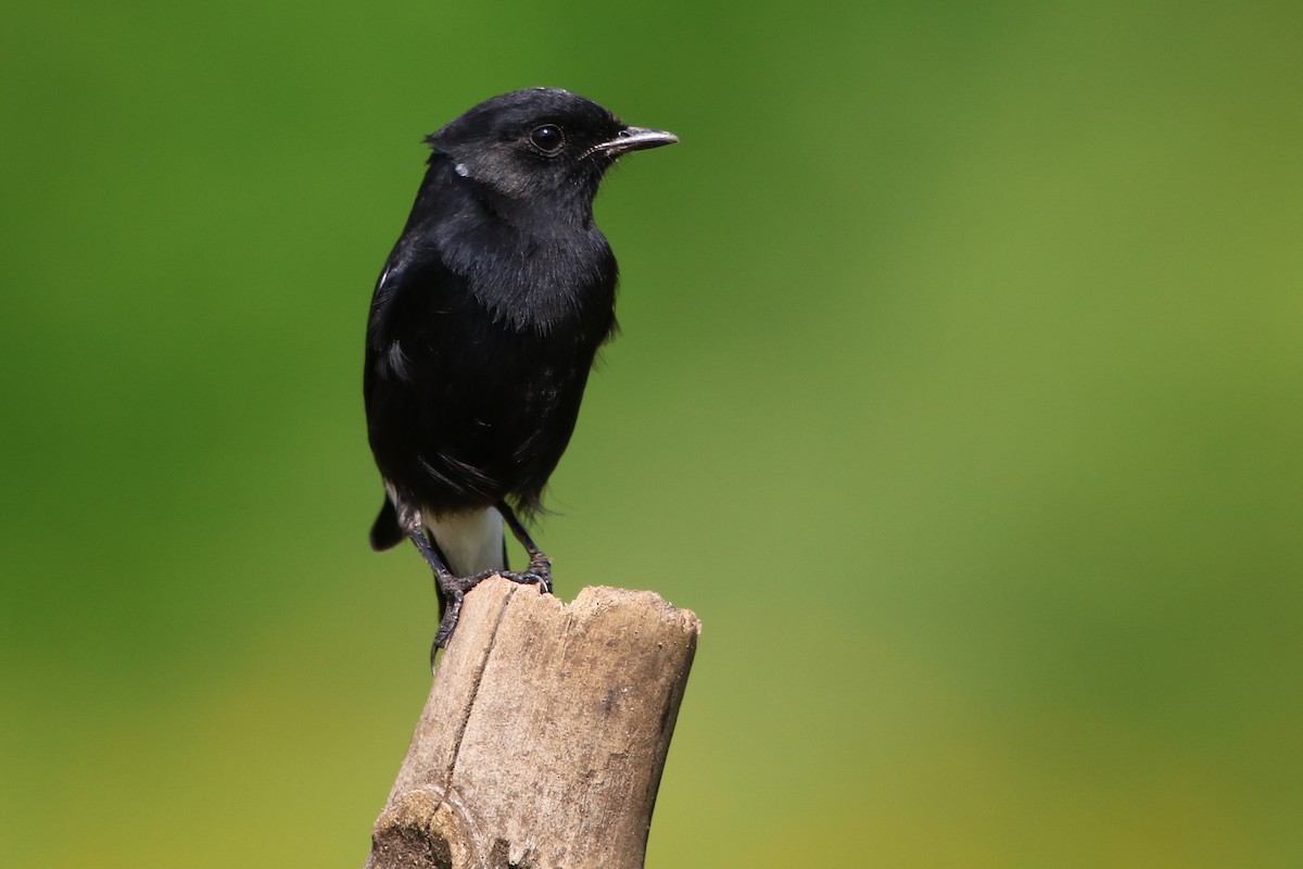 Pied Bushchat - Bhaarat Vyas