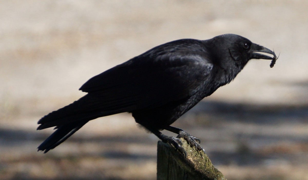 American Crow - ML181893951