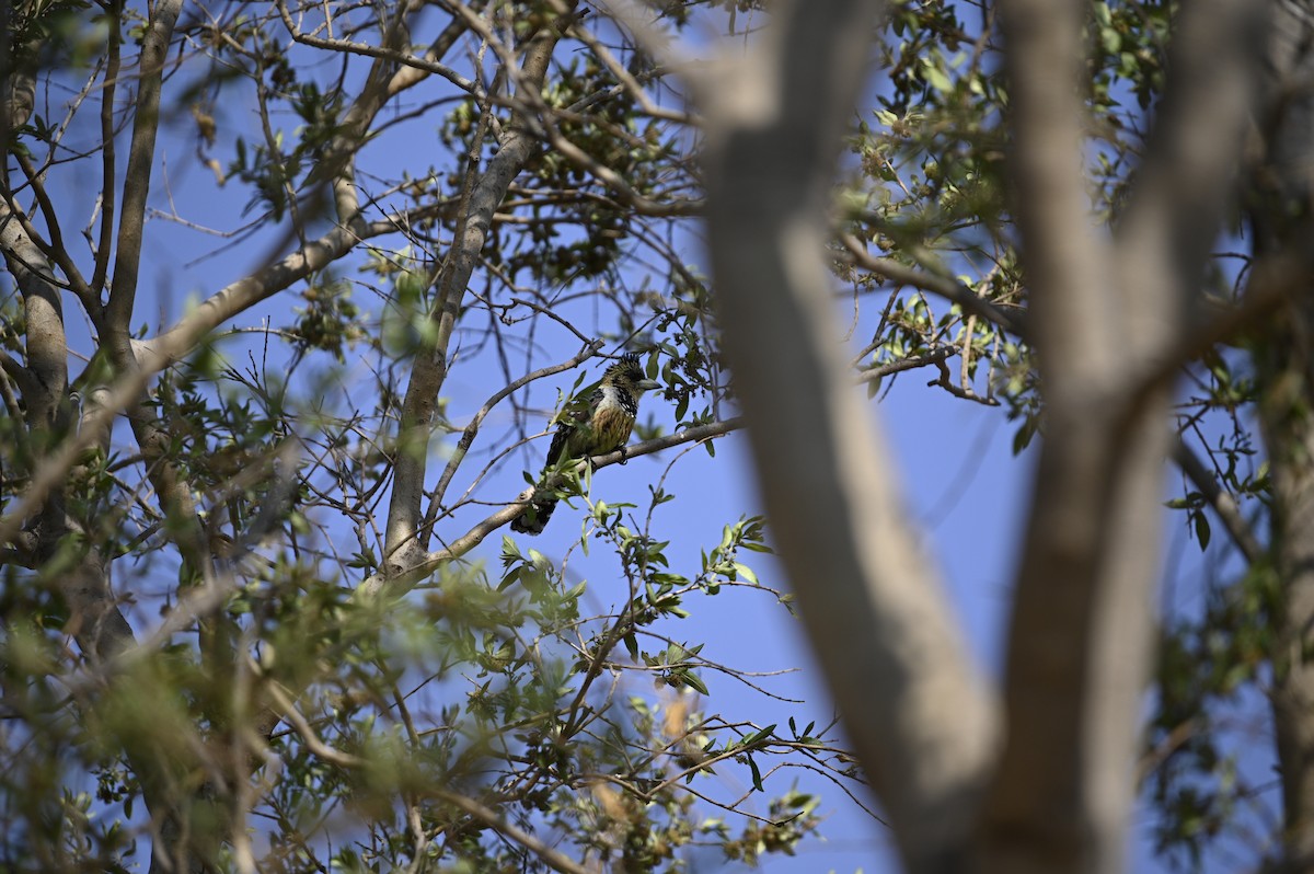 Haubenbartvogel - ML181894731