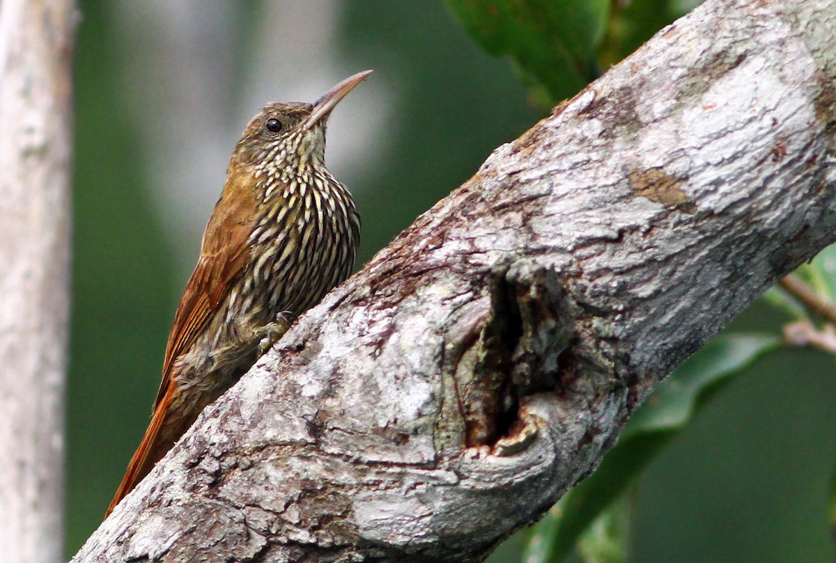 Dusky-capped Woodcreeper (Layard's) - ML181895431