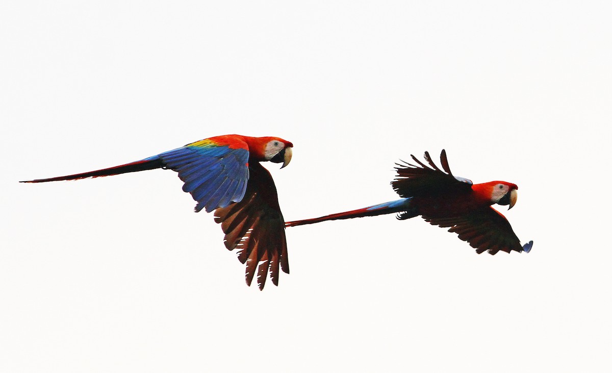 Scarlet Macaw - Andrew Spencer