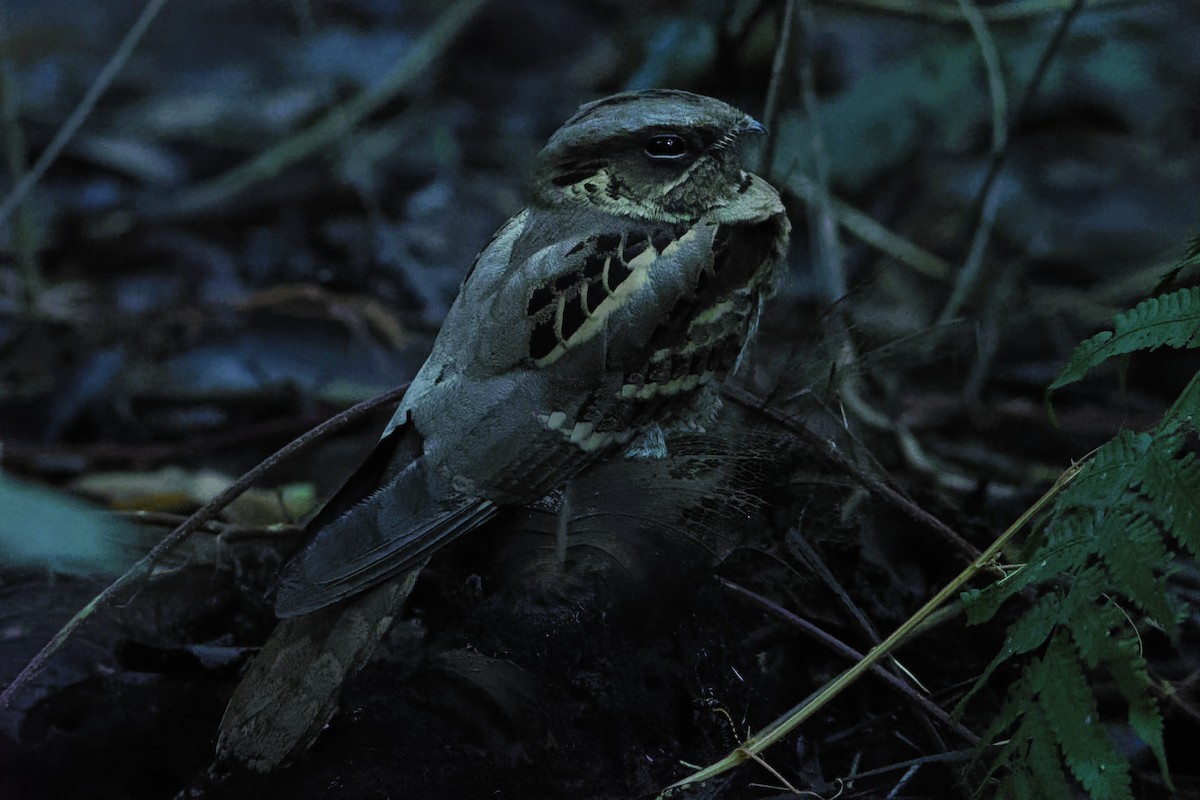 Large-tailed Nightjar - Debasish Tapna