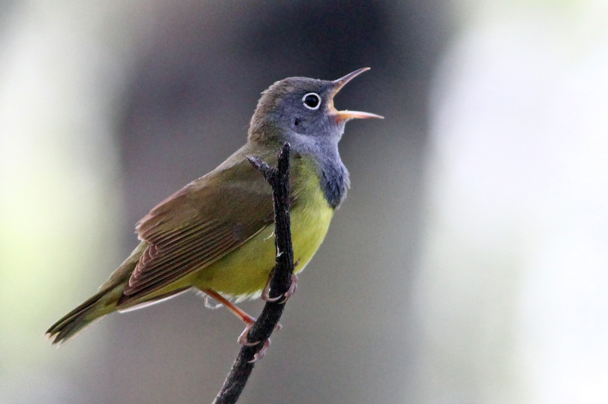 Connecticut Warbler - Andrew Spencer