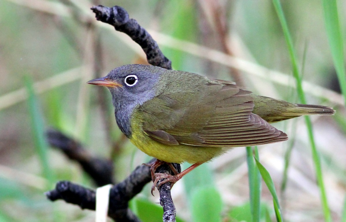 Connecticut Warbler - ML181895881