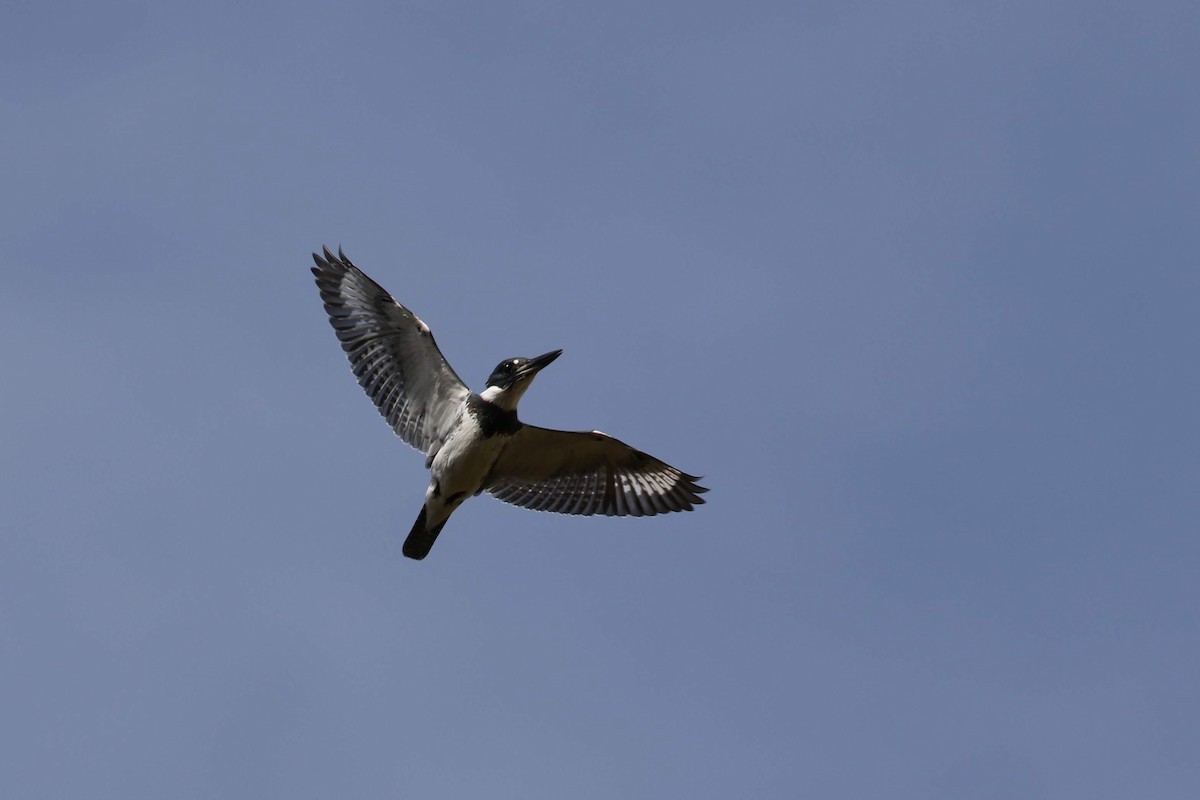 Belted Kingfisher - ML181896061