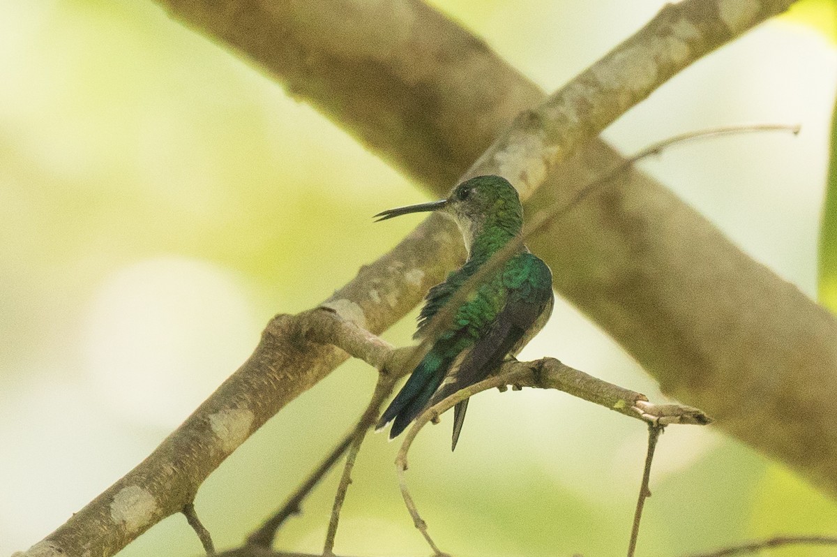 glansdryade (Green-crowned Woodnymph) - ML181896071