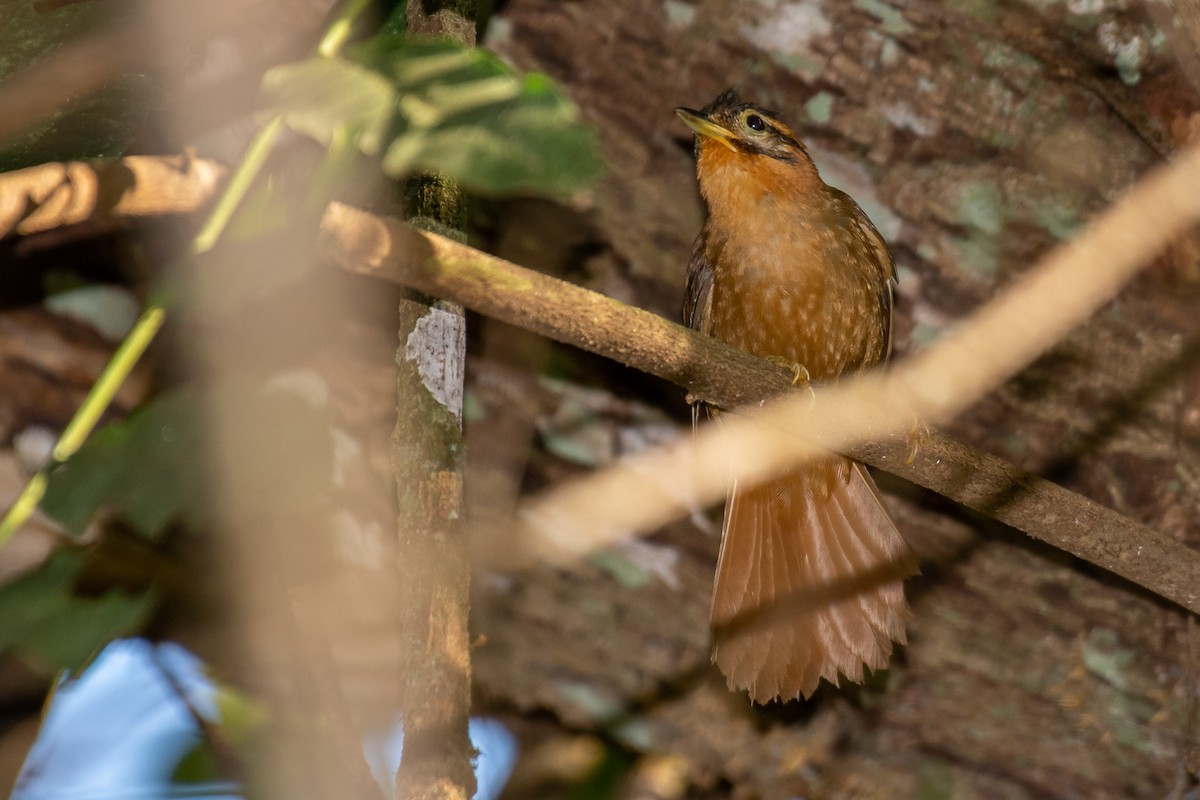 Black-capped Foliage-gleaner - ML181896231