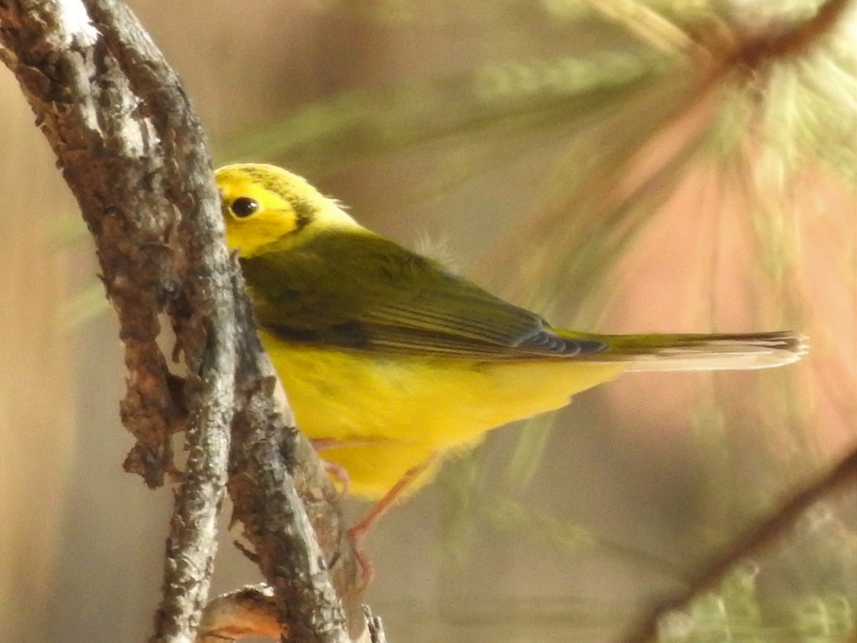 Hooded Warbler - ML181896781