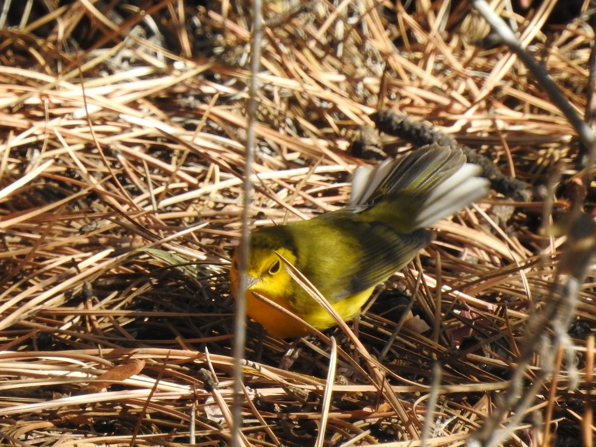 Hooded Warbler - ML181896791