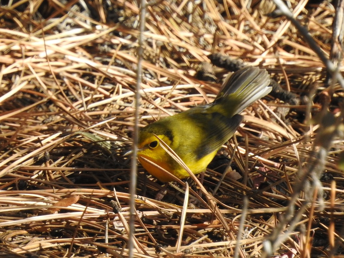 Hooded Warbler - ML181896801