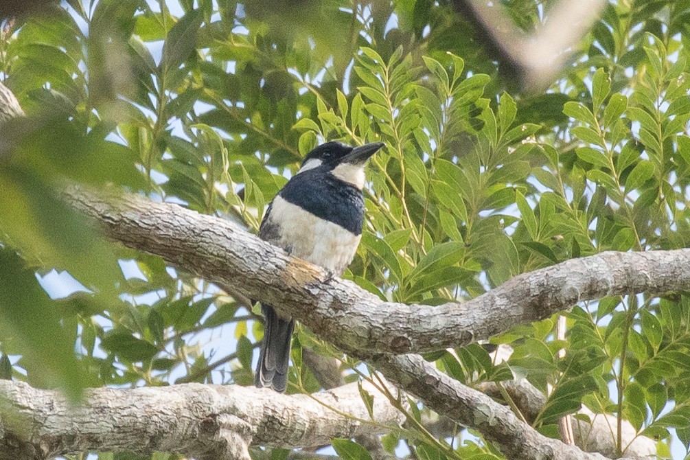 Black-breasted Puffbird - ML181896831