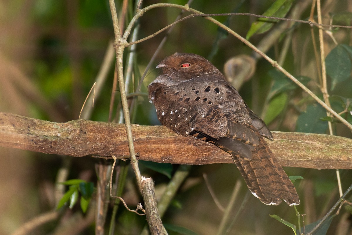 Chotacabras Ocelado - ML181897081