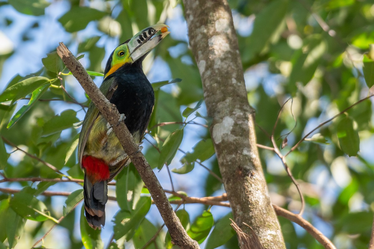 Spot-billed Toucanet - ML181897251