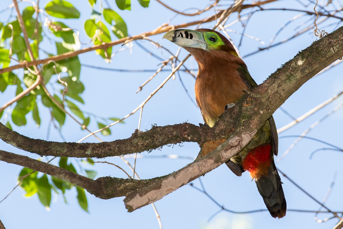 Spot-billed Toucanet - ML181897271