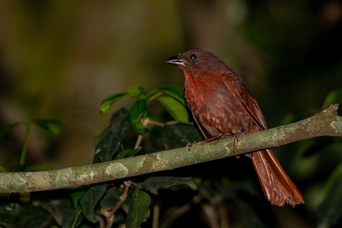 Red-crowned Ant-Tanager - ML181897391