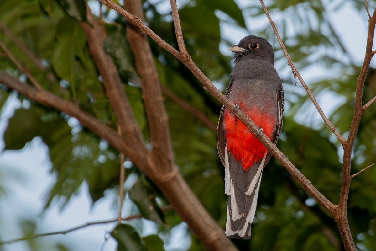 Surucua Trogon - ML181897461