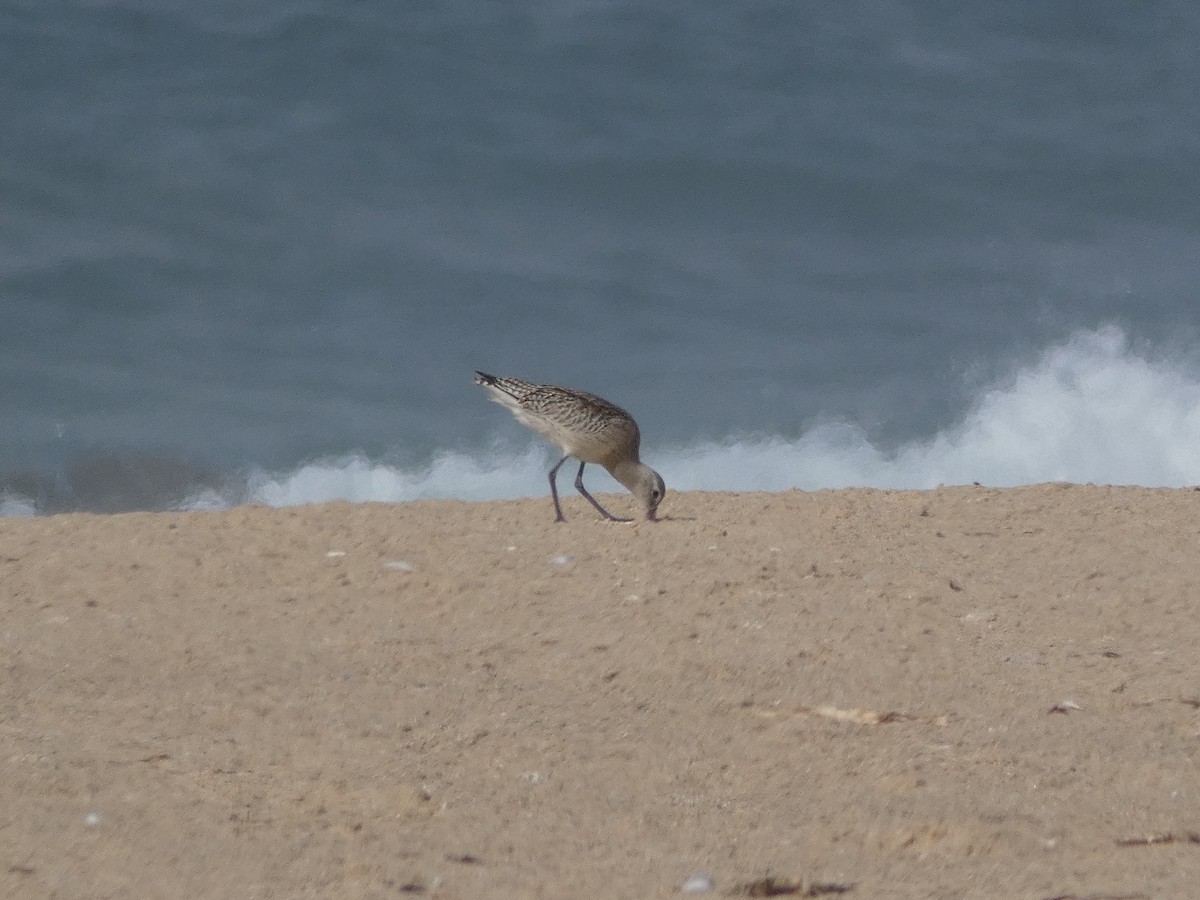 Bar-tailed Godwit - ML181897801