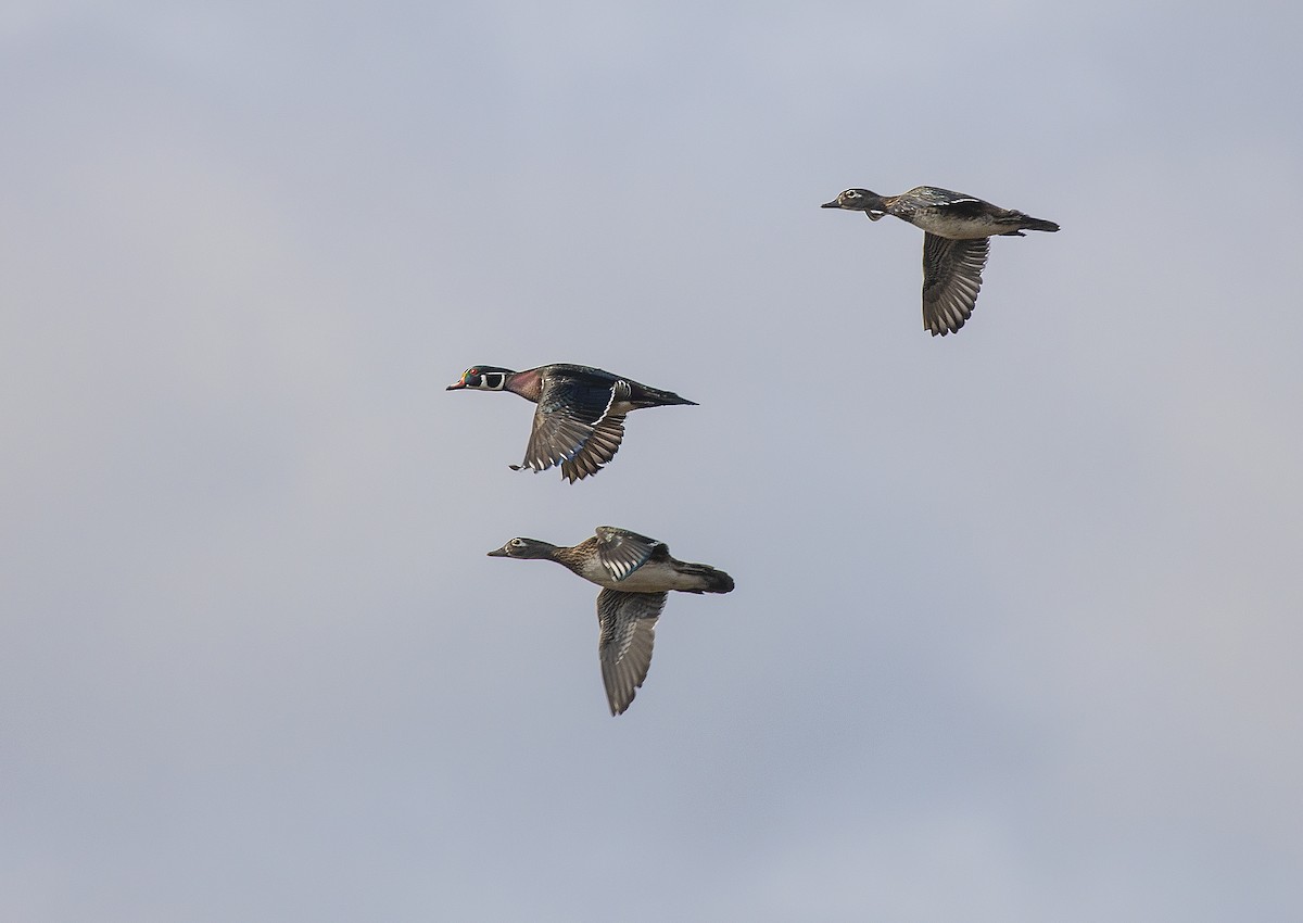 Wood Duck - Anonymous