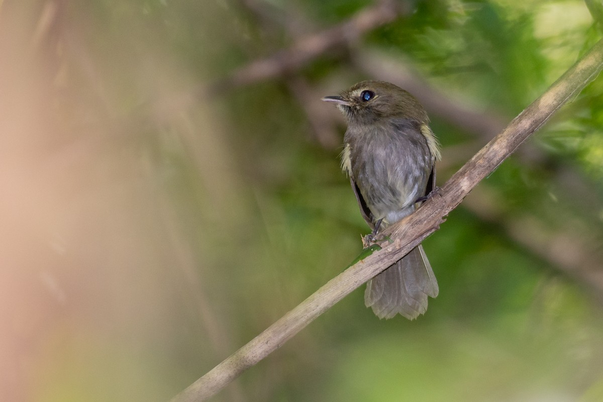 Drab-breasted Pygmy-Tyrant - ML181898011