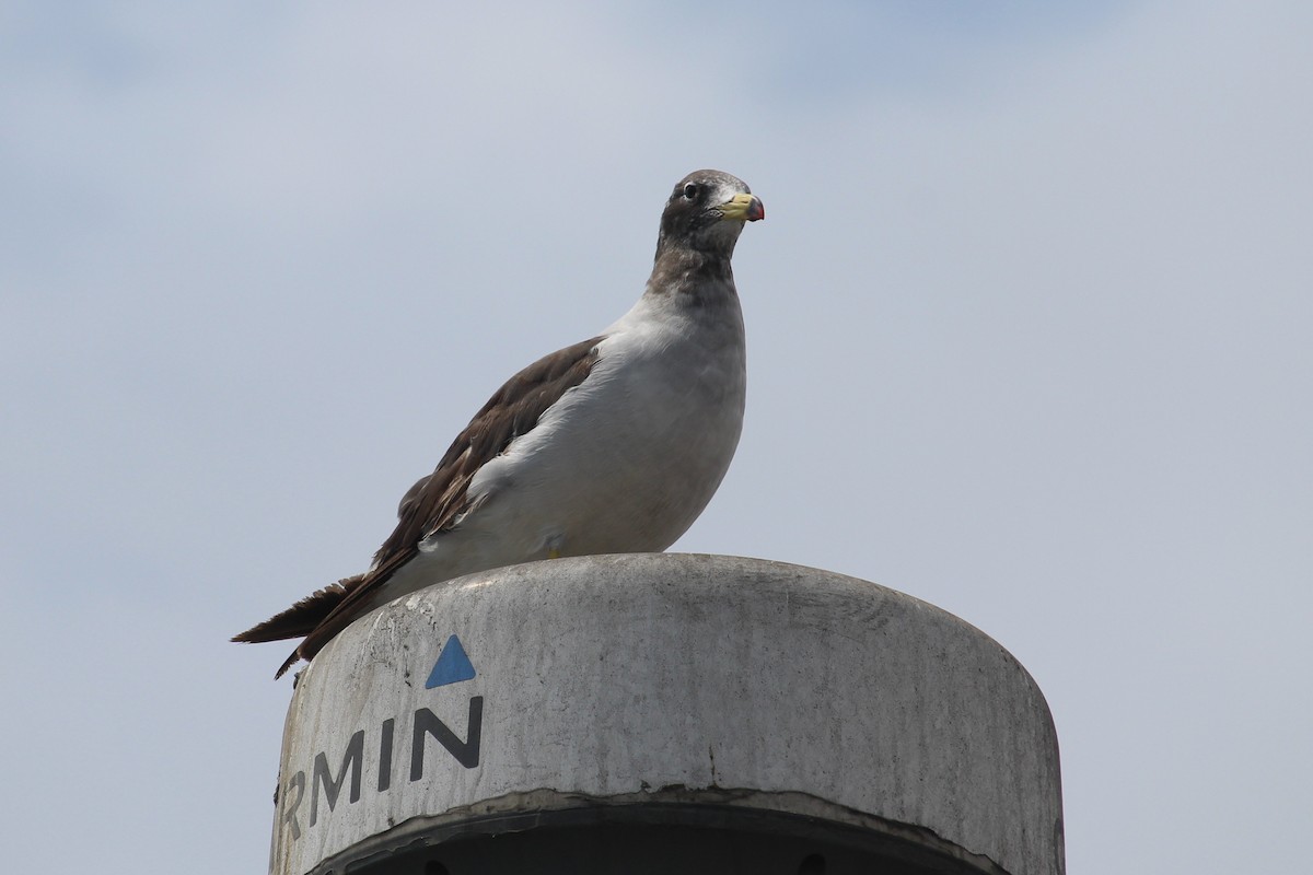 Belcher's Gull - ML181898381