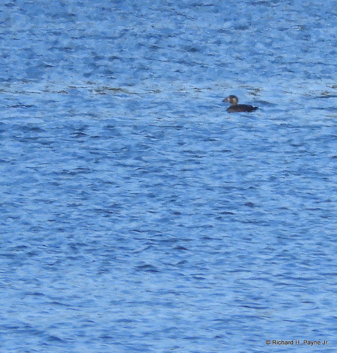 Surf Scoter - ML181898581