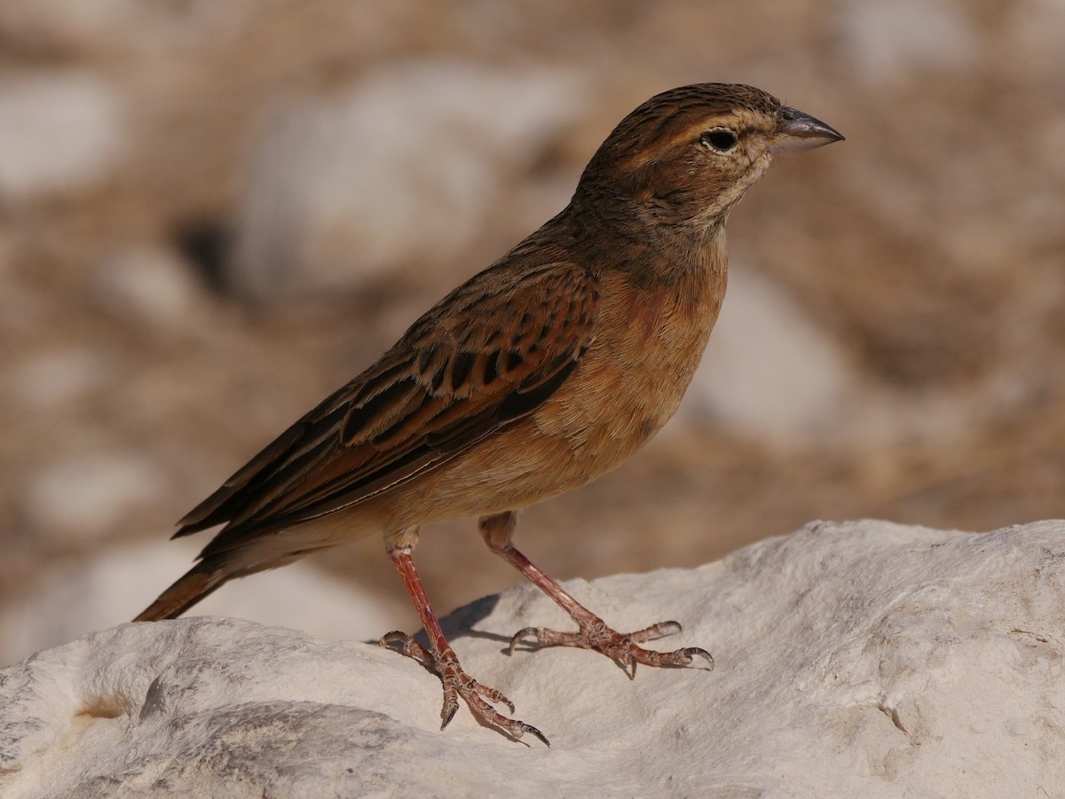 Lark-like Bunting - ML181898801