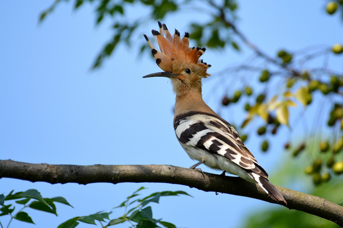 dudek chocholatý - ML181899551