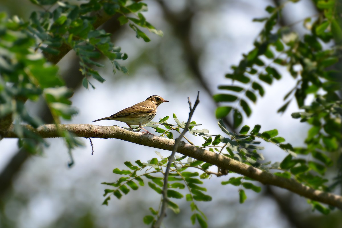 linduška sp. - ML181900501