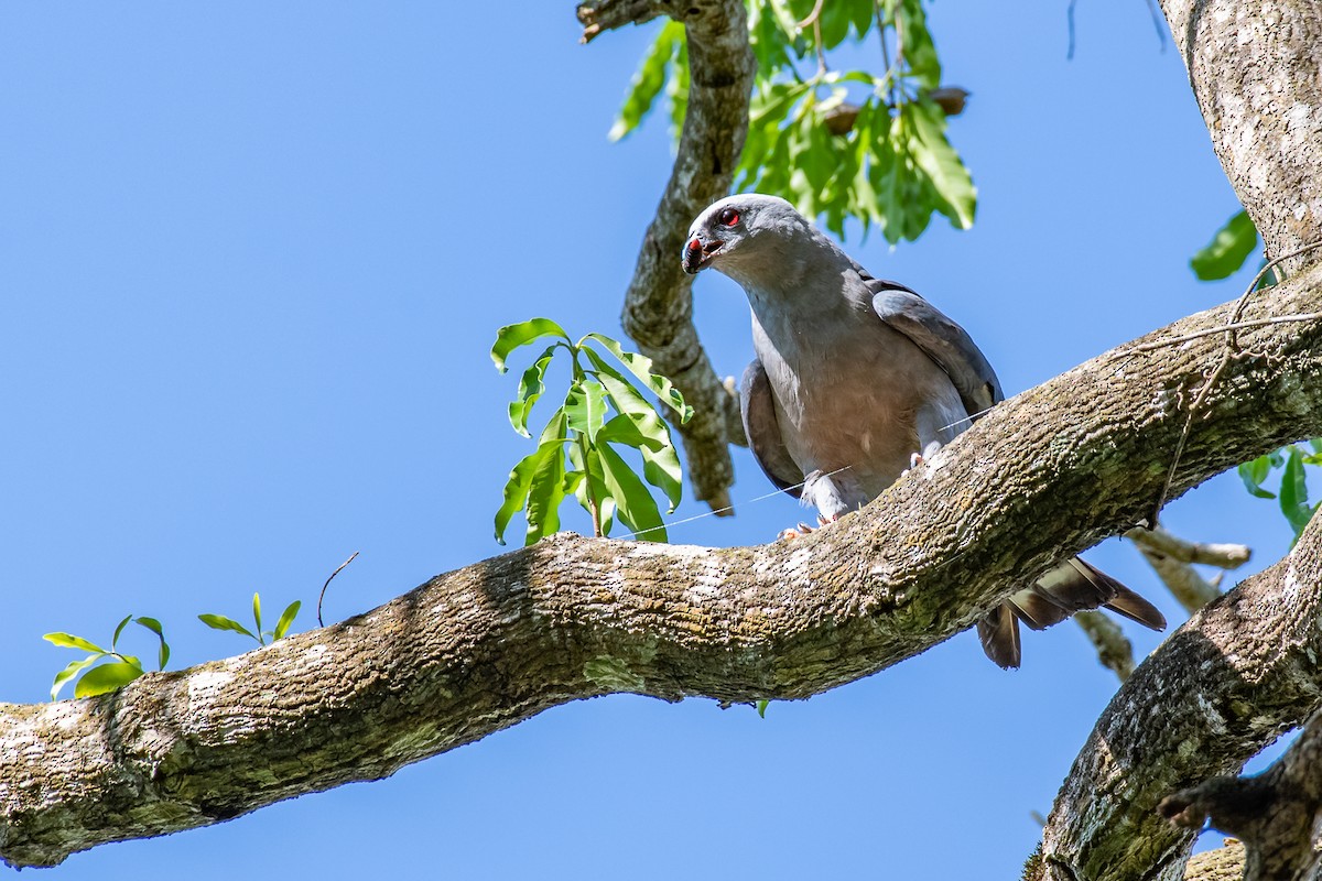 Plumbeous Kite - ML181902581