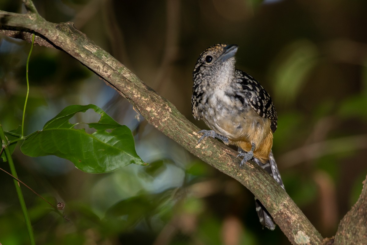 Spot-backed Antshrike - ML181902601