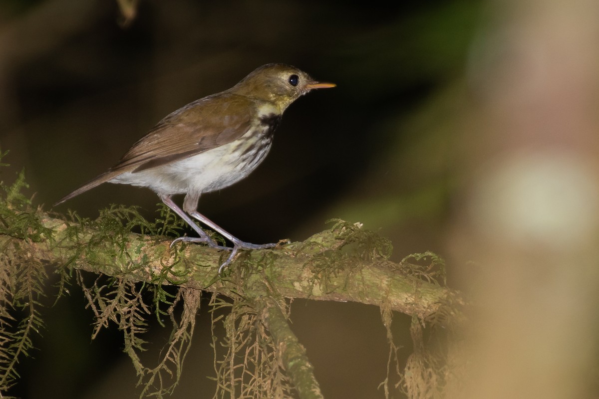 Southern Antpipit - ML181902741