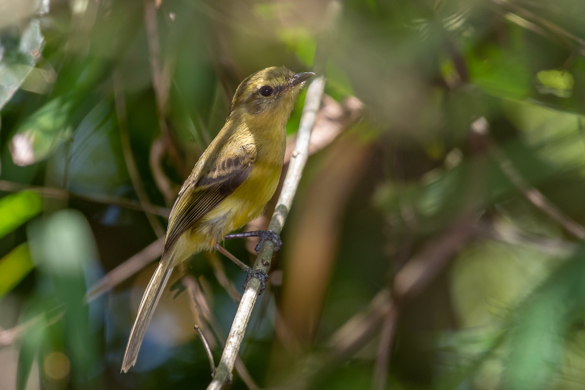 Yellow Tyrannulet - ML181902791