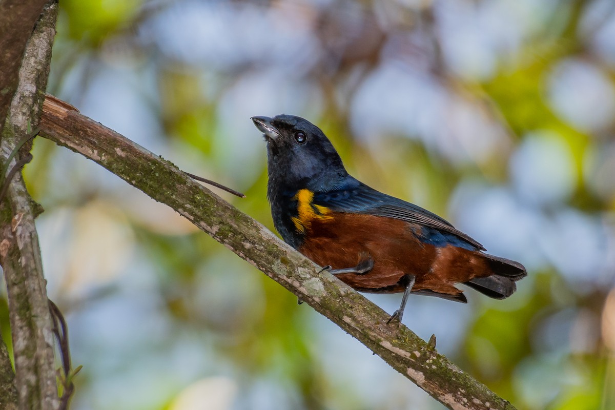 Chestnut-bellied Euphonia - ML181902861