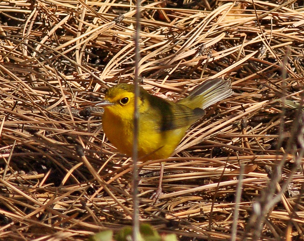 Hooded Warbler - ML181908121
