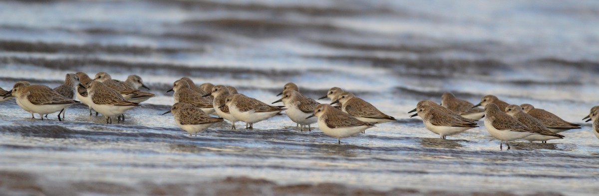 Semipalmated Sandpiper - ML181908431