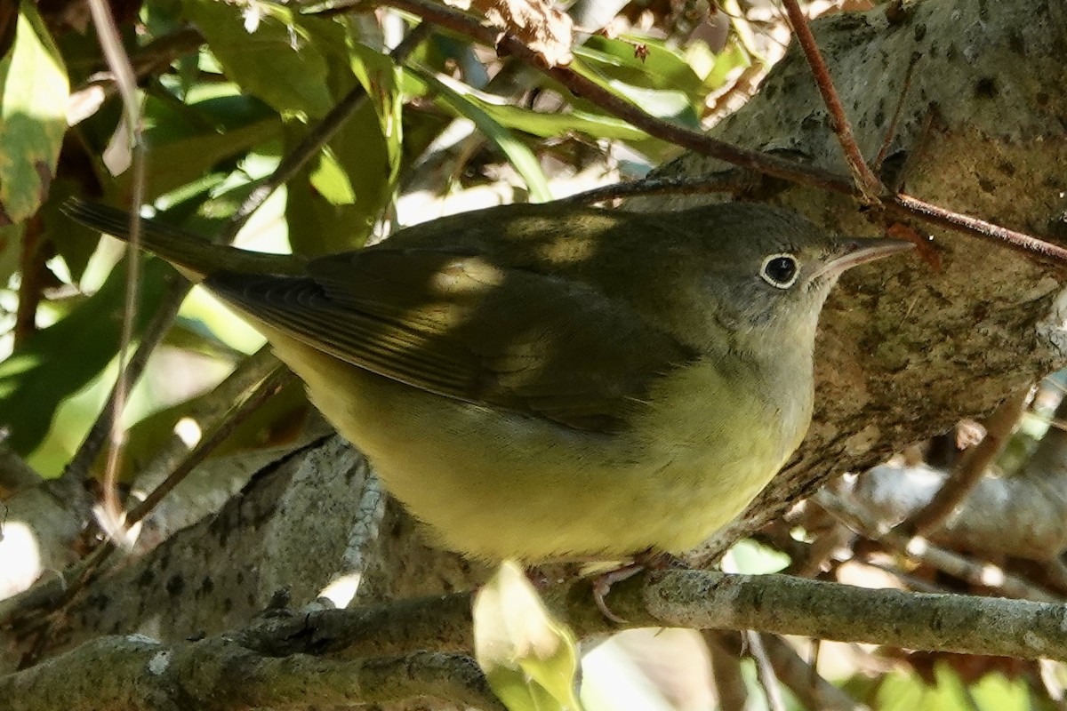 Connecticut Warbler - ML181908581