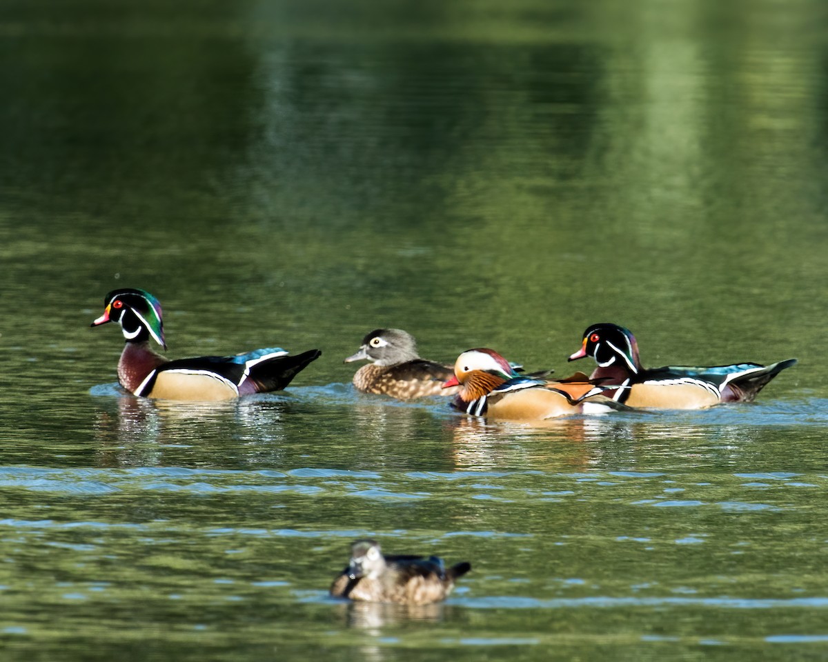 anatidé sp. (canard sp.) - ML181908671