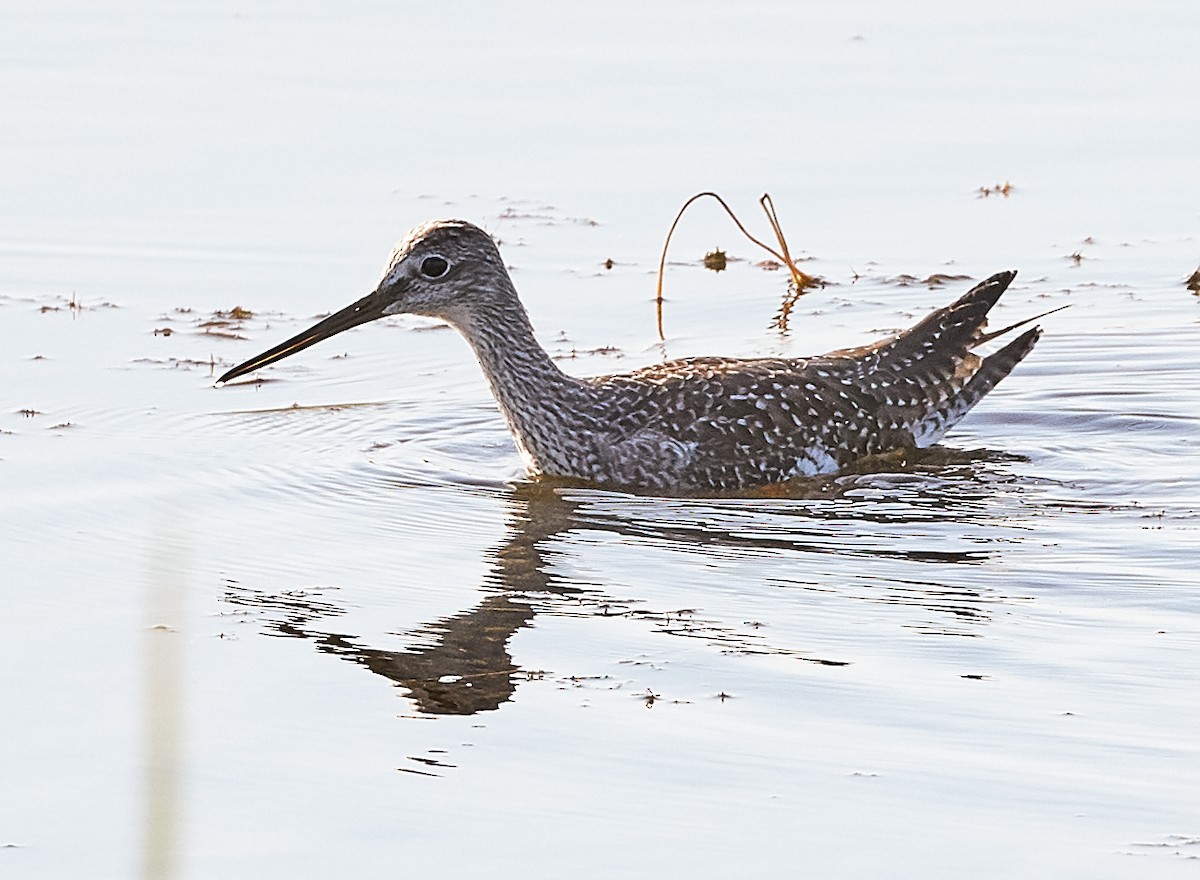 Greater Yellowlegs - ML181909631