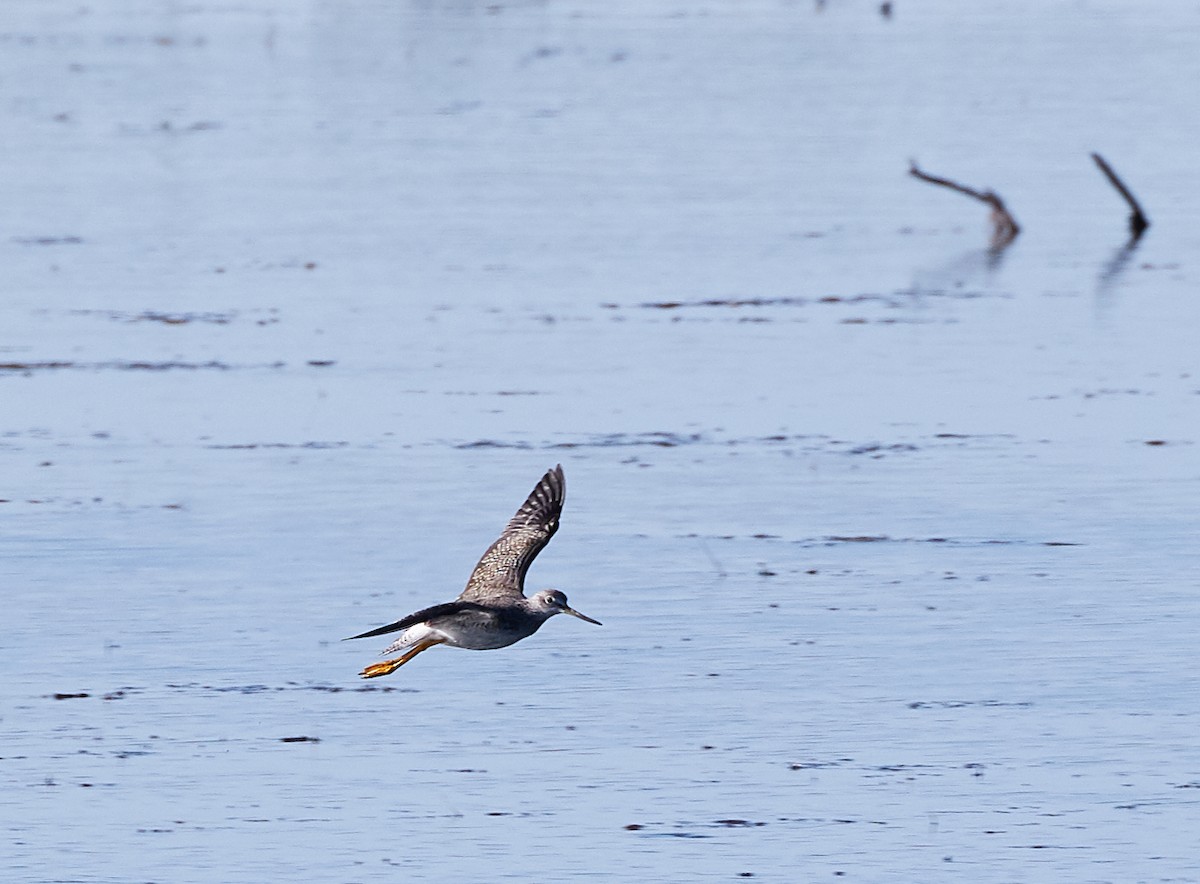 Greater Yellowlegs - ML181909641