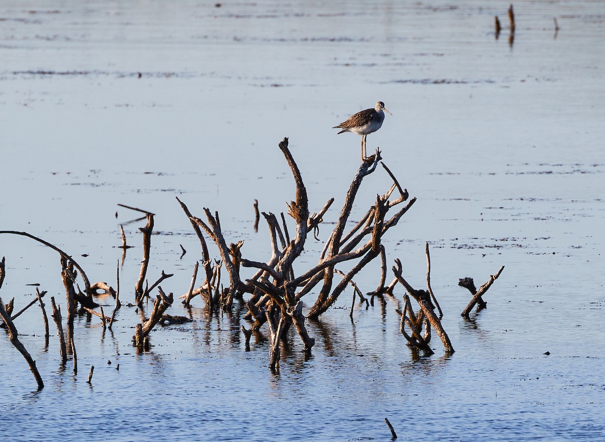 Greater Yellowlegs - ML181909681